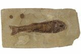 Jurassic Fossil Fish (Hulettia) - Wyoming #189076-1
